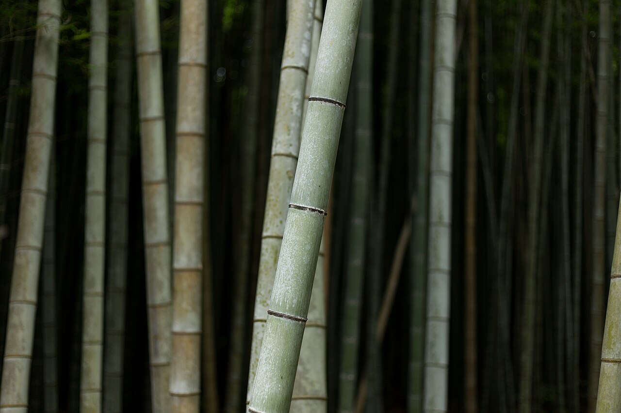 Arashiyama Bamboo Grove