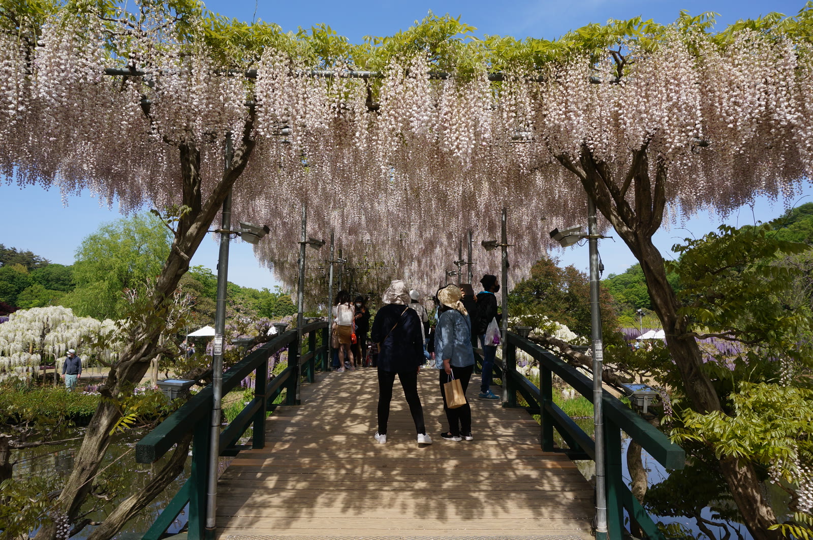 Ashikaga Flower Park